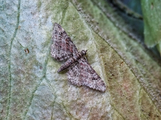 Gymnoscelis rufifasciata - vöröscsíkos törpearaszoló