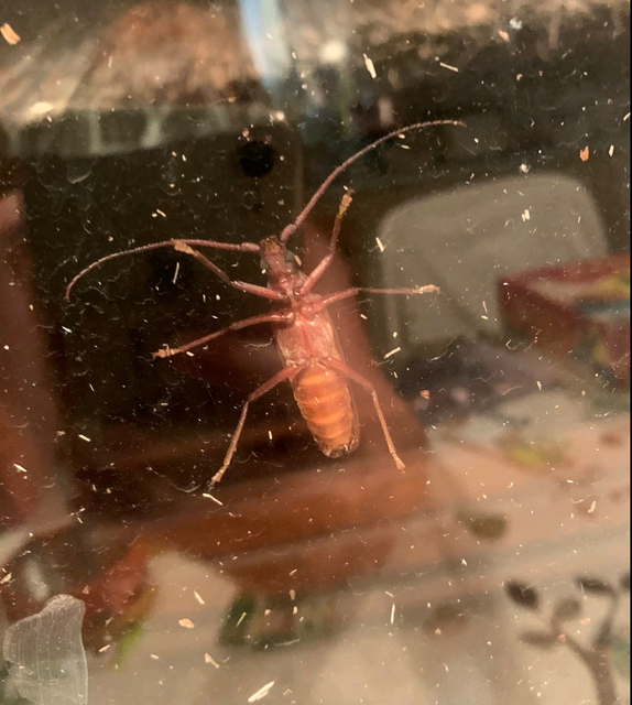 Aegosoma scabricorne - diófacincér