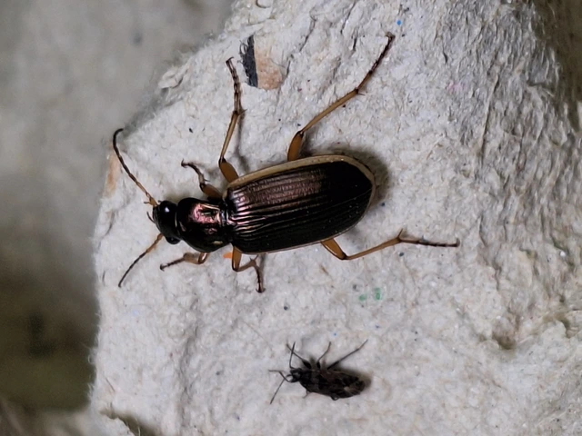 Chlaenius spoliatus - csupasz bűzfutó