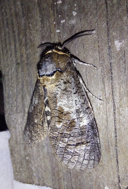 Cossus cossus - fűzfarontólepke