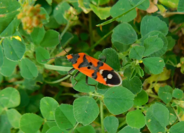 Lygaeus equestris/simulans