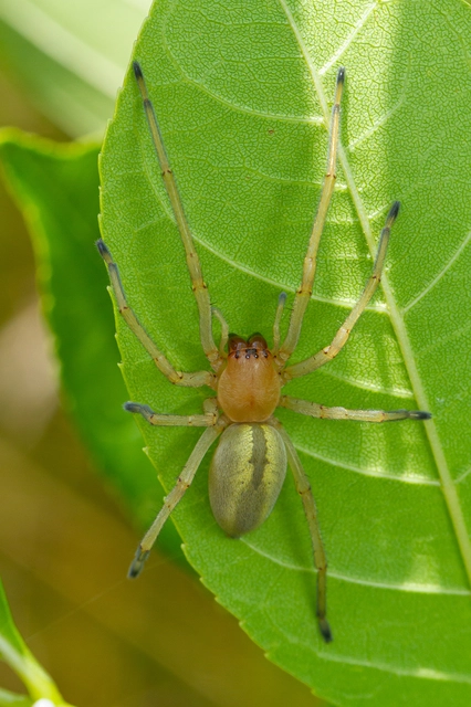 Cheiracanthium