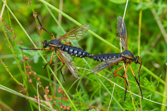Molobratia teutonus