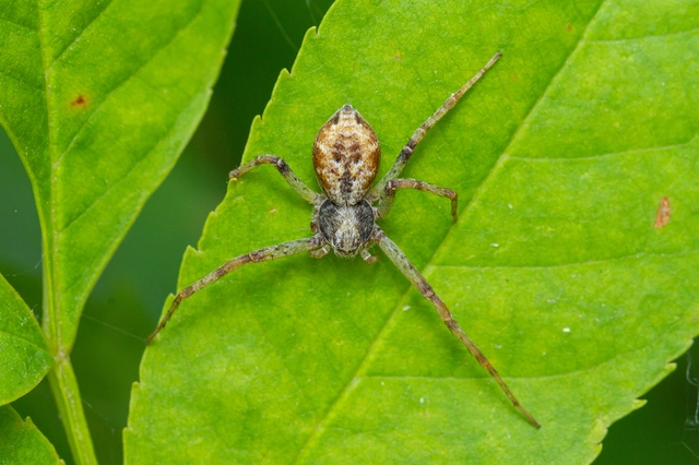 Philodromus