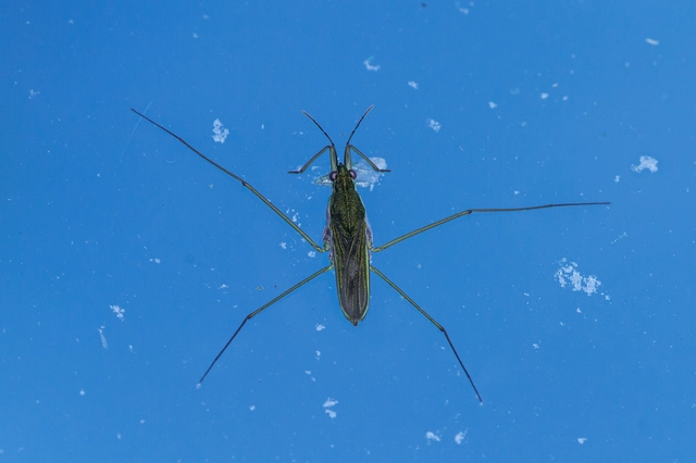 Gerridae - molnárpoloskák