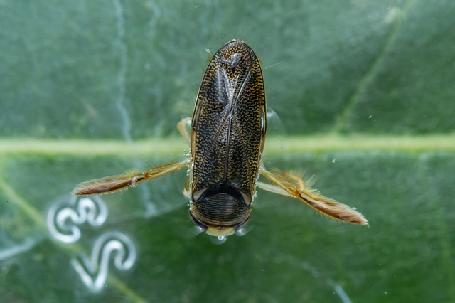 Corixidae - búvárpoloskák Corixidae - búvárpoloskák