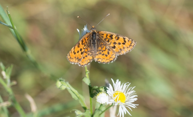Melitaea trivia - kis tarkalepke