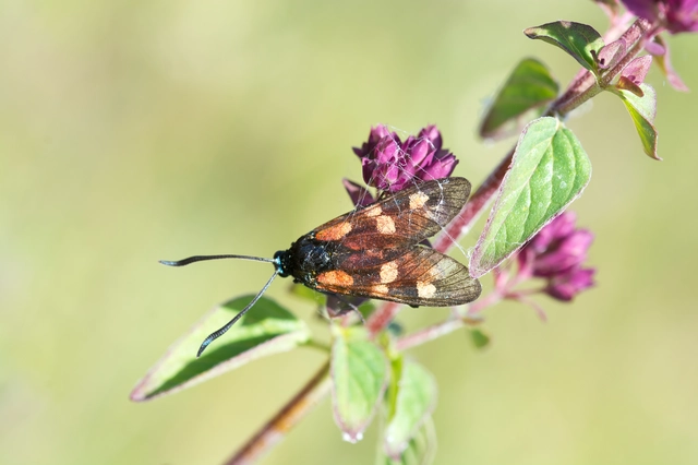 Zygaena filipendulae - acélszínű csüngőlepke