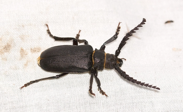 Prionus coriarius - csőszcincér Prionus coriarius - csőszcincér
