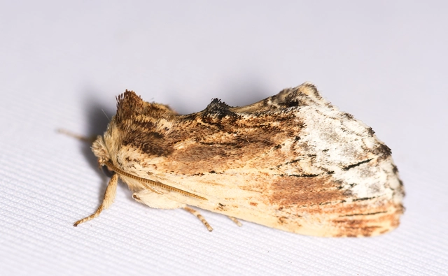 Ptilodon cucullina - csuklyás púposszövő