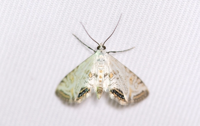 Cataclysta lemnata - békalencsemoly
