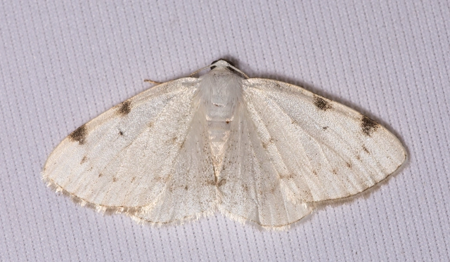 Lomographa bimaculata - kétpontos fehéraraszoló