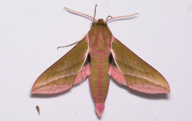 Deilephila elpenor - szőlőszender