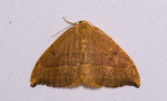 Watsonalla cultraria - bükkfa-sarlósszövő