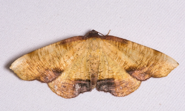 Plagodis dolabraria - baltaszárnyú araszoló
