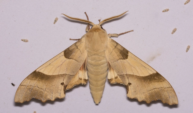 tölgyfaszender - Marumba quercus