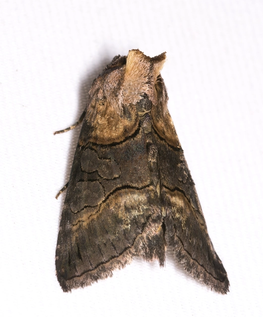 Abrostola triplasia - közönséges csalánbagoly