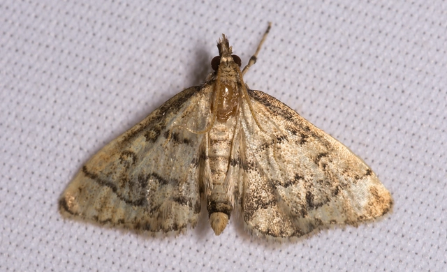 Metasia ophialis - kígyósávos tűzmoly