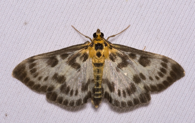 Anania hortulata - tarka csalánmoly