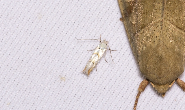 Phyllonorycter abrasella - cseraknázó sátorosmoly