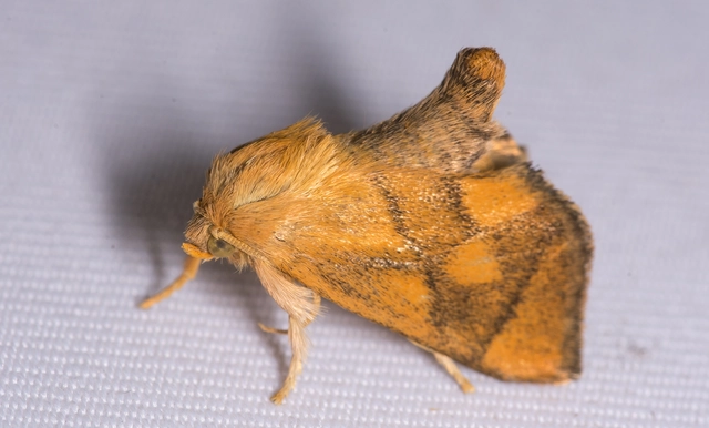 Apoda limacodes - kagylólepke