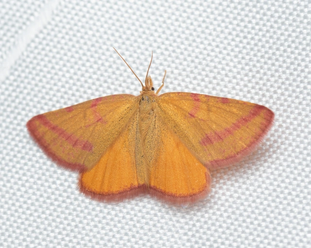 Lythria purpuraria - bíborsávos araszoló
