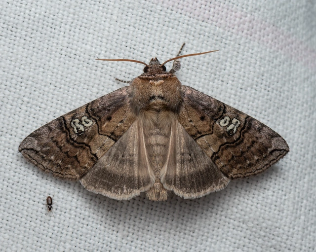 Tethea ocularis - pápaszemes pihésszövő