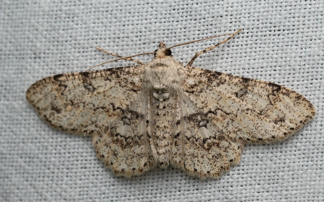 Ascotis selenaria - holdas faaraszoló