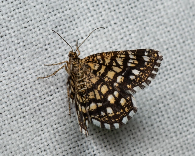 Chiasmia clathrata - rácsos rétiaraszoló