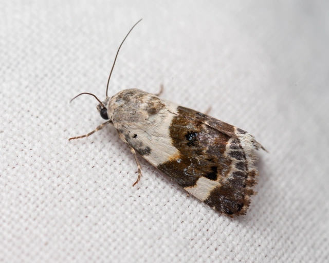 Acontia lucida - fehér nappalibagoly