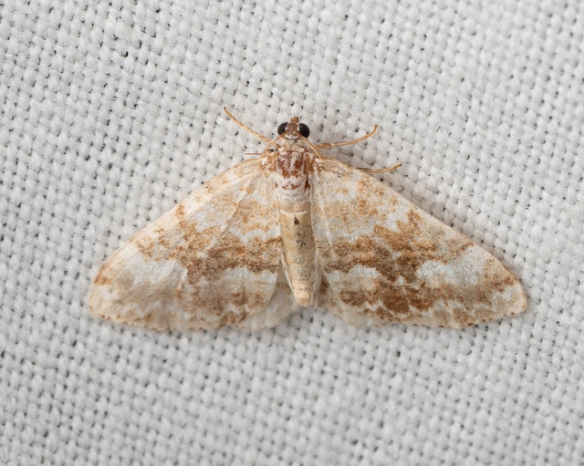 sárgasávos fehéraraszoló - Perizoma flavofasciata