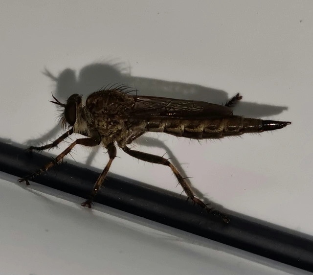Tolmerus cingulatus