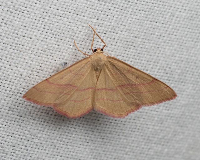 pirosszélű araszoló - Rhodostrophia vibicaria