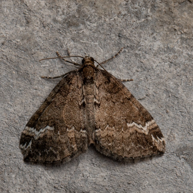 rövidsávos araszoló - Perizoma lugdunaria