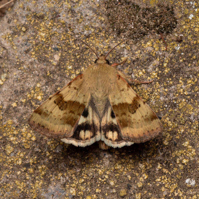 Heliothis viriplaca - mácsonyabagoly