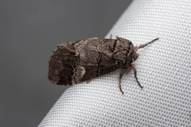 tölgyfa-púposszövő - Drymonia querna