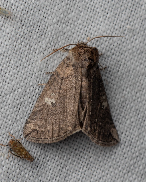Tethea or - bélyeges pihésszövő