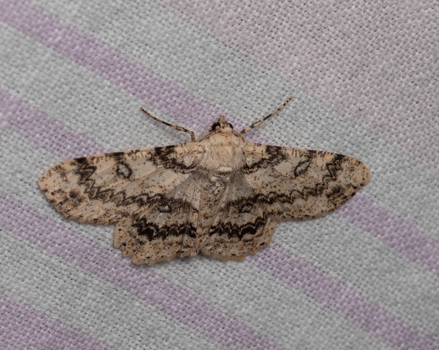 Ascotis selenaria - holdas faaraszoló