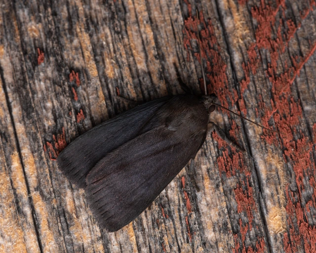 Amphipyra livida - zsírfényű bagoly