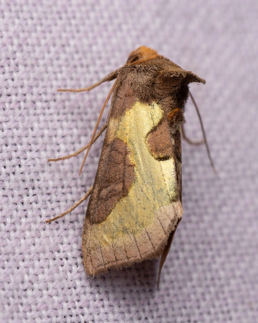 rejtőző aranybagoly - Diachrysia stenochrysis