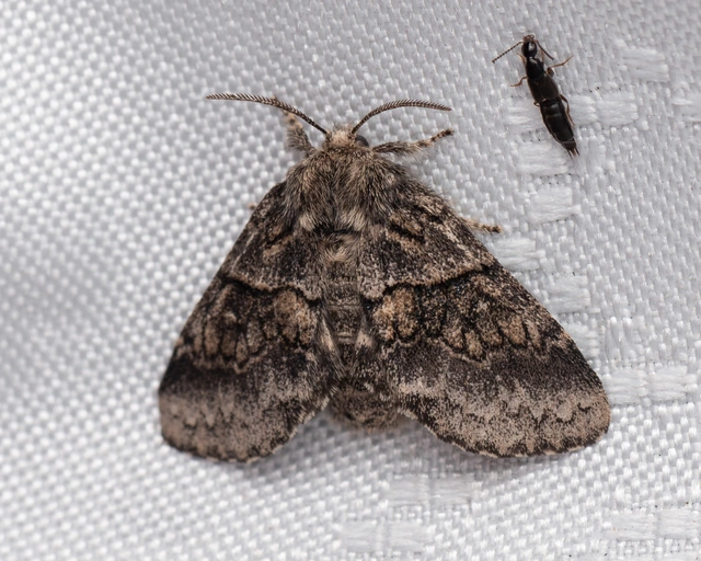 Gluphisia crenata - kormos púposszövő