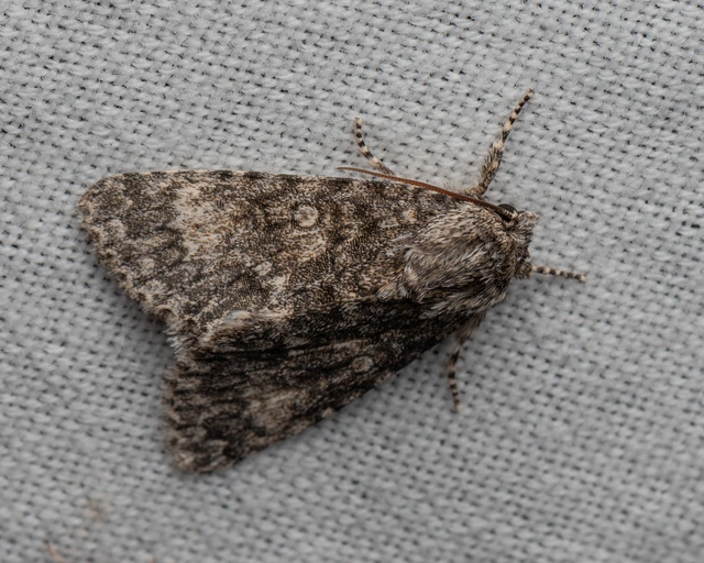 Acronicta megacephala - nagyfejű szigonyosbagoly