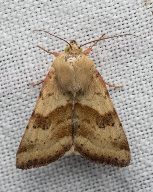 mácsonyabagoly - Heliothis viriplaca