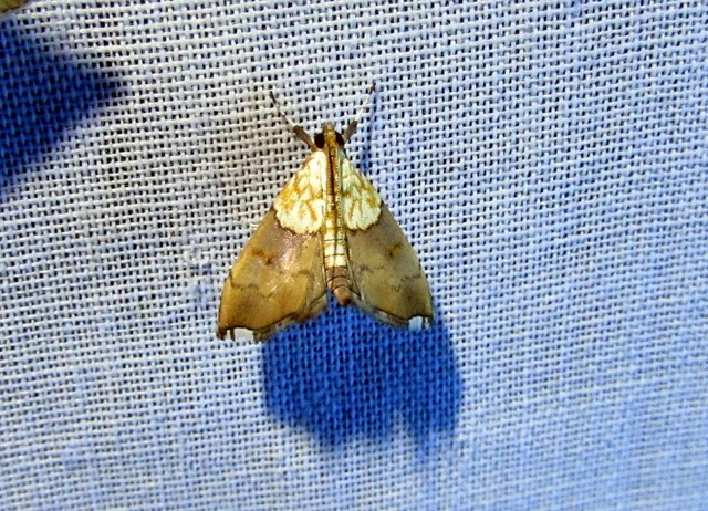 Agrotera nemoralis - ligeti tűzmoly