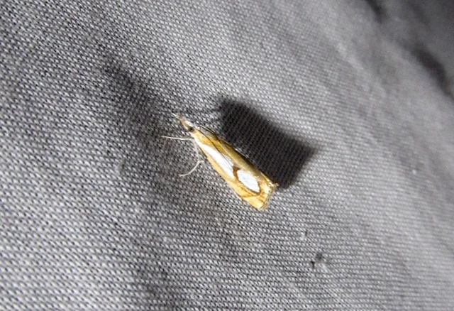 Catoptria