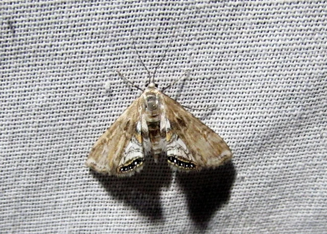 Cataclysta lemnata - békalencsemoly
