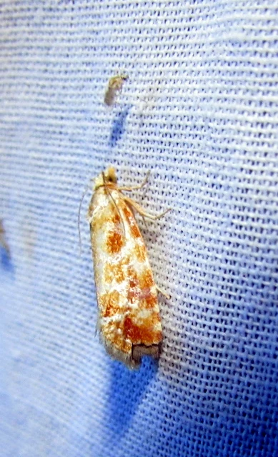 Rhyacionia