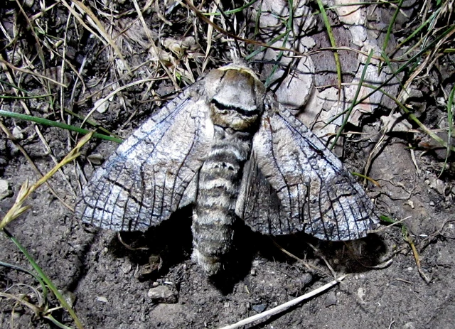 Cossus cossus - fűzfarontólepke