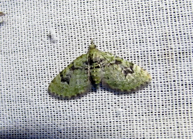 zöldes törpearaszoló - Chloroclystis v-ata