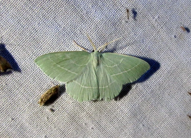 Hemistola chrysoprasaria - kékes zöldaraszoló